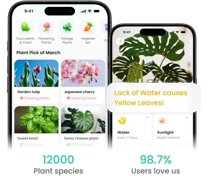 What Is The Best Plant Care And Identifier App What Is The Best Plant Care And Identifier App